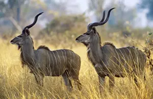 Antelopes Prints: Picture No. 10762014