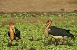 Storks Prints: Picture No. 10762016
