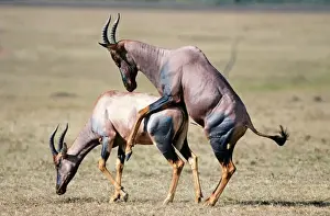 Antelopes Prints: Picture No. 10762021