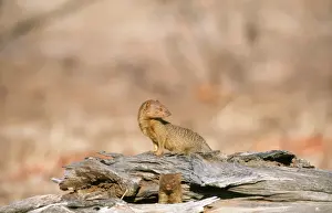 Mongooses Prints: Picture No. 10762039
