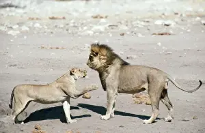 Lionesses Prints: Picture No. 10762046