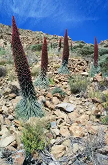 Tenerife Prints: Picture No. 10762053