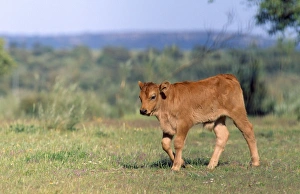 Bullocks Collection: Picture No. 10762055