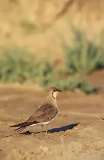 Pratincole Prints: Picture No. 10762058