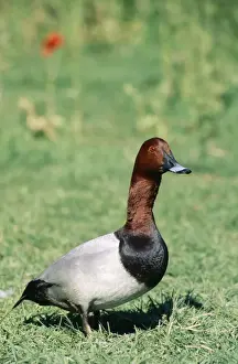 Pochard Prints: Picture No. 10762060