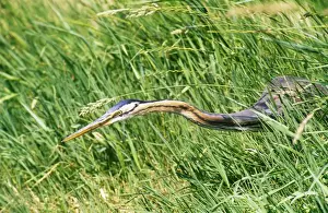 Reeds Prints: Picture No. 10762063
