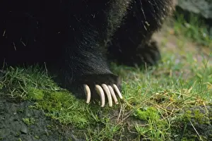 Grizzly Prints: Picture No. 10762299