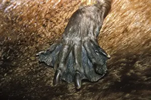 Beavers Prints: Picture No. 10762450