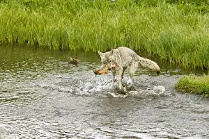 Latrans Prints: Picture No. 10762481