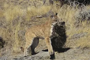 Cougars Prints: Picture No. 10762655
