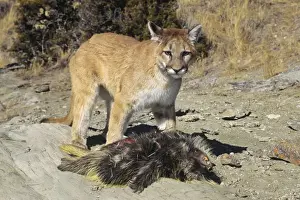 Cougars Prints: Picture No. 10762659