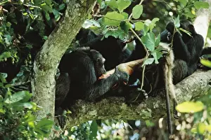Chimps Prints: Picture No. 10763651