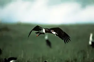 Ciconia Prints: Picture No. 10763669