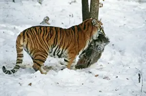Biting Prints: Picture No. 10763678
