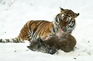 Biting Prints: Picture No. 10763685