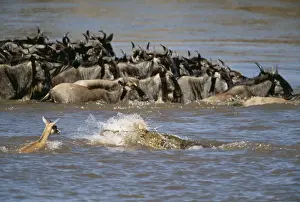 Gazelles Prints: Picture No. 10763702
