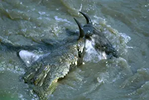 Crocodiles Prints: Picture No. 10763792