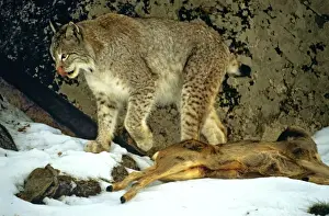 Carcasses Prints: Picture No. 10763879