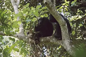Chimps Prints: Picture No. 10764041