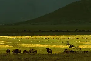 Farmers Prints: Picture No. 10764113