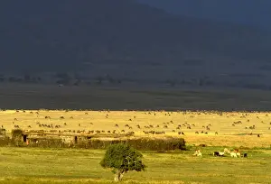 Farmers Prints: Picture No. 10764114