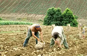 Harvests Prints: Picture No. 10764460