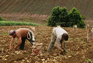 Harvests Prints: Picture No. 10764578