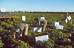 Harvests Prints: Picture No. 10764592