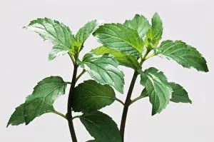 Mint Prints: Picture No. 10764998