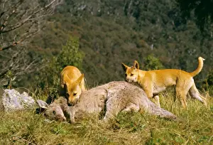Carcasses Prints: Picture No. 10765304