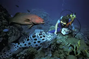 Reefs Prints: Picture No. 10765382