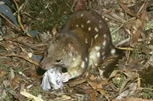 Maculatus Prints: Picture No. 10766729