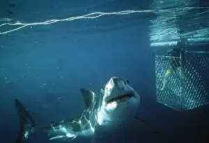 Carcharodon Prints: Picture No. 10767251