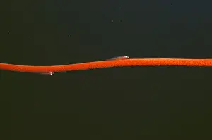 Goby Prints: Picture No. 10767263