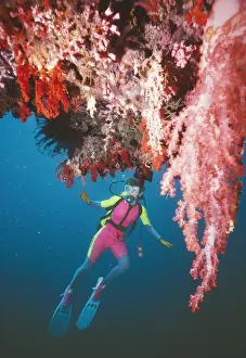 Divers Prints: Picture No. 10767463