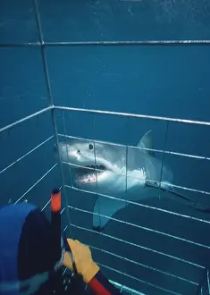 Carcharodon Prints: Picture No. 10767480