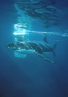 Carcharodon Prints: Picture No. 10767488