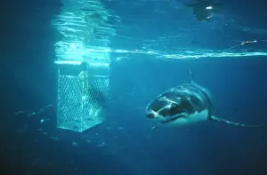Carcharodon Prints: Picture No. 10767491