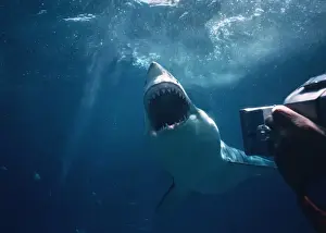 Carcharodon Prints: Picture No. 10767512