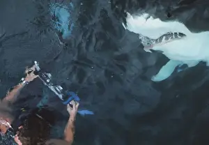 Carcharodon Prints: Picture No. 10767515