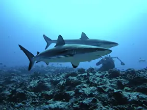 Seabed Prints: Picture No. 10767527
