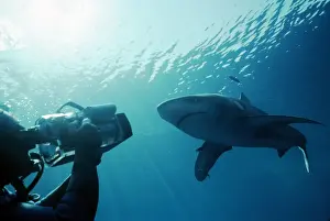Carcharhinus Prints: Picture No. 10767736