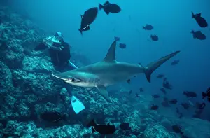 Hammerheads Prints: Picture No. 10767891