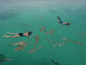 Blacktip Prints: Picture No. 10767957