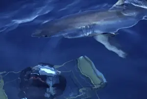 Carcharodon Prints: Picture No. 10767978