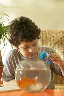 Goldfish Prints: Picture No. 10768665