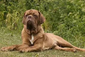 Mastiffs Prints: Picture No. 10769055