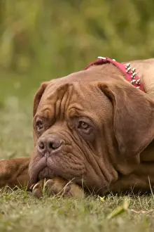 Mastiffs Prints: Picture No. 10769056