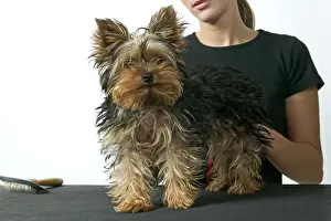 Groomed Prints: Picture No. 10769165