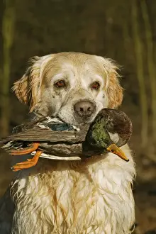 Mallards Prints: Picture No. 10769223